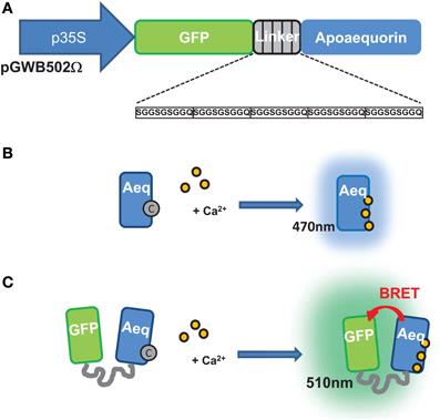 Imaging long distance propagating calcium signals in intact plant leaves with the BRET-based GFP-aequorin reporter